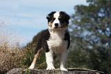 BERGER AUSTRALIEN PUPPIES 566